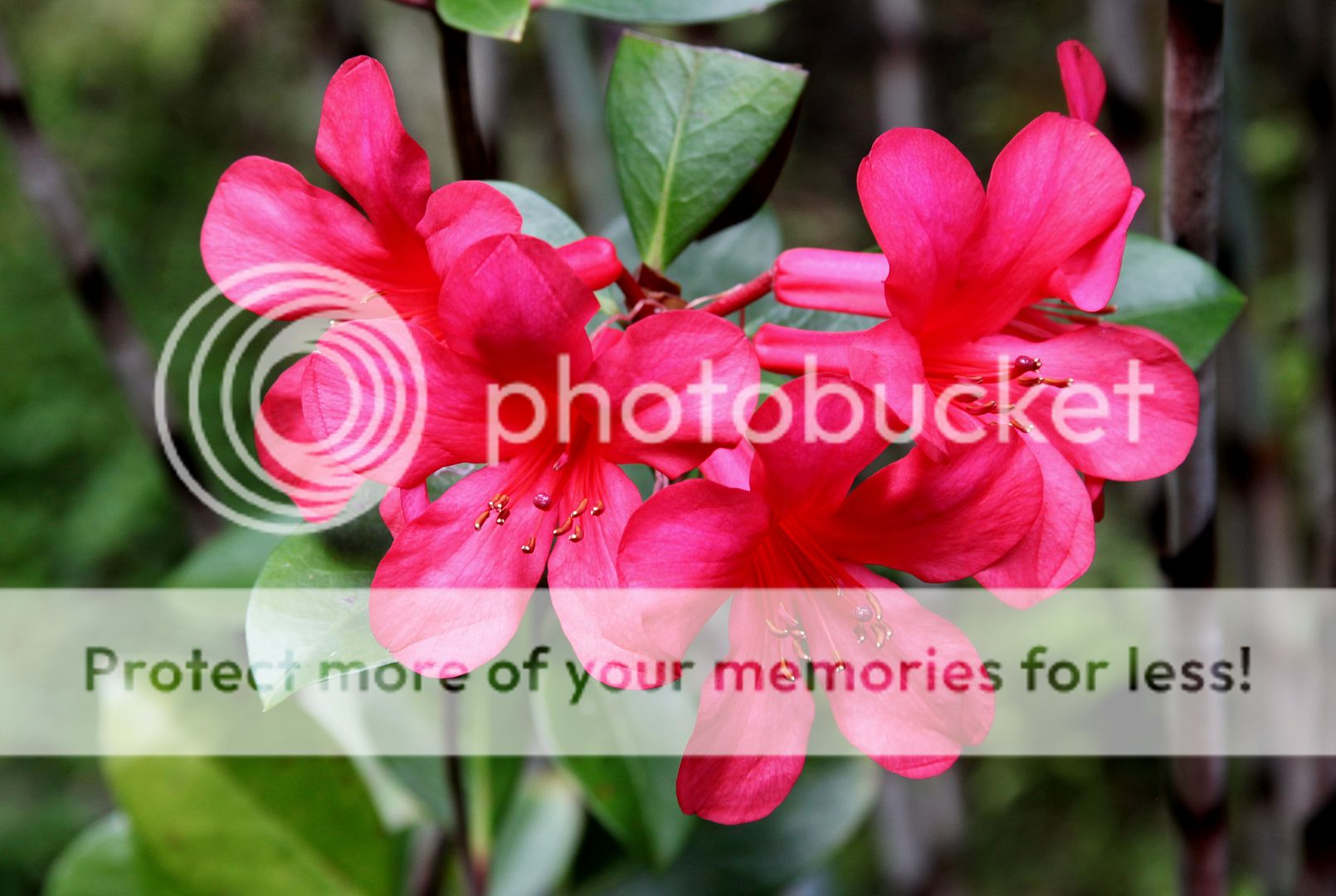 天堂之花 -- 夏威夷岛游记之2